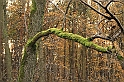 Rostoczek 11.2008 140